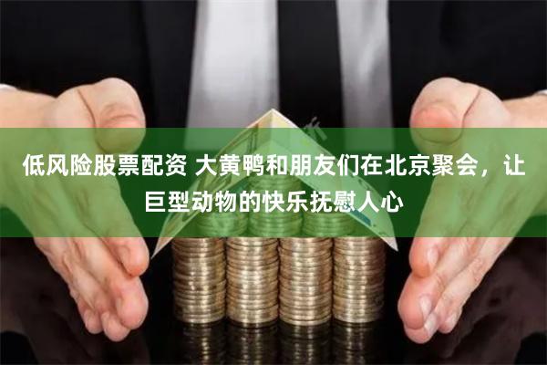 低风险股票配资 大黄鸭和朋友们在北京聚会，让巨型动物的快乐抚慰人心